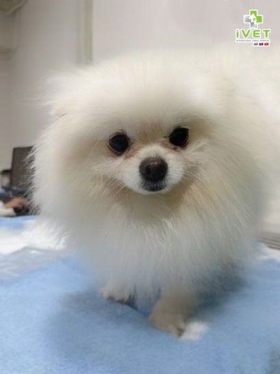 ทำหมันเนื่องจากที่บ้านมีสุนัขตัวเมีย และมีลูกมาหลายครอกแล้ว